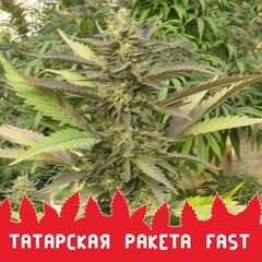 Татарская Ракета Fast, Фасовка: 10